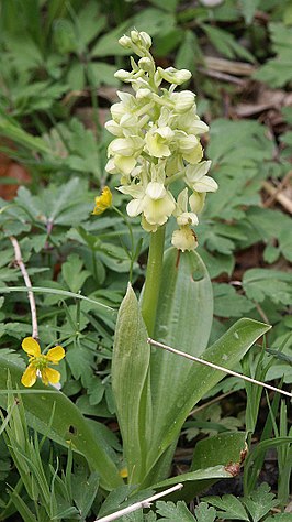 Bleke orchis