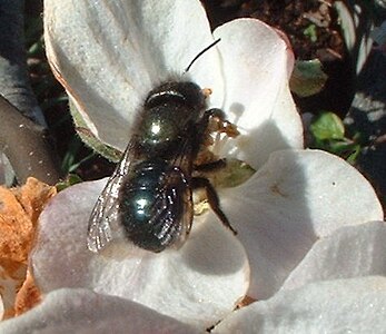 An orchard mason bee on an apple bloom