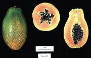 Mapapai (Carica papaya), kultivari 'Sunset'