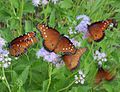 Queen butterflies in the Demo Garden.