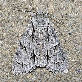 Acronicta psi