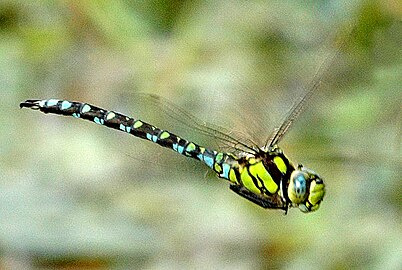 Blauwe glazenmaker ♂ (Aeshna cyanea)