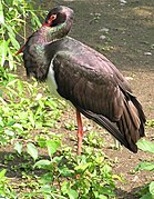 Schwarzstorch (Ciconia nigra)