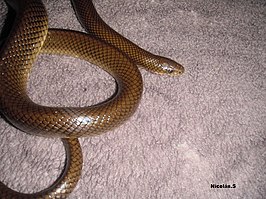 Paraphimophis rustica