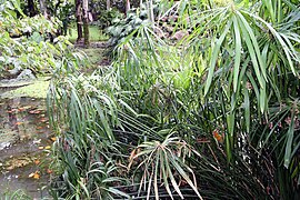 Cyperus alternifolius