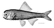 ハダカイワシは腹に発光器がある