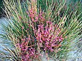 Ephedra fragilis