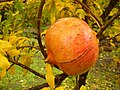 Quả lựu còn trên cây (Punica granatum).