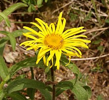 Inula hirta 120507.jpg