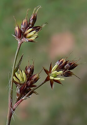 Haaspuat (Luzula campestris)