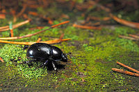 Metsasitikas (Geotrupes stercorosus)