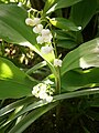 Muguet... d'Avril