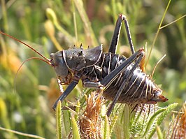 Acanthoplus discoidalis