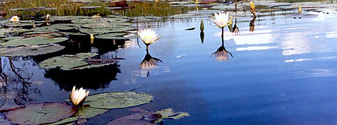 Vegetacion del dèlta d'Okavango