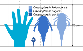 A diagram showing the comparative size of three species of Onychopterella with a human hand