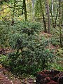 Tejo del Pacífico (Taxus brevifolia)