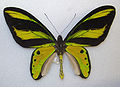 Ornithoptera tithonus チトヌストリバネアゲハ♂