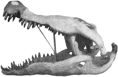 Aquesta reconstrucció del crani, exposada al Museu Americà d'Història Natural durant gairebé mig segle, és probablement el més conegut de tots els fòssils de Deinosuchus. Les parts d'ombra més fosca són ossos fòssils reals, mentre que les parts clares són guix