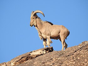 Carneiro-da-barbária (Ammotragus lervia)