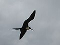 Frigate bird