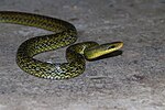 Juvenile Himalaya-Kletternatter (Elaphe hodgsoni)