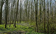 Het bos verkeert deels nog in de stakenfase