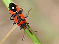 Lygaeus equestris.