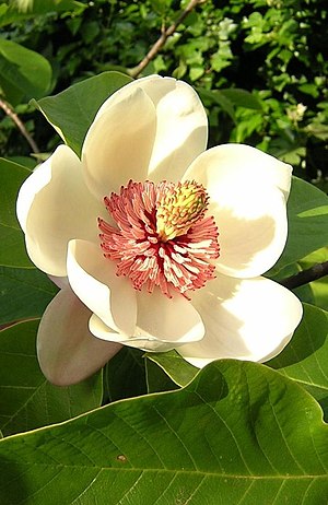 Magnolia x wieseneri