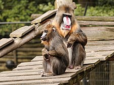 Mandrils in de dierentuin