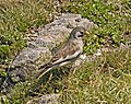 Pardal d'ala blanca (Montifringilla nivalis)