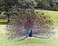 Pavo cristatus