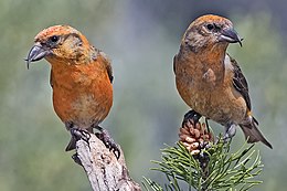 Eglinis kryžiasnapis (Loxia curvirostra)