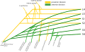 A schematic of the sacral plexus with the origin of the tibial nerve shown (labeled at the bottom left)