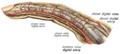 Lateral aspect of finger, with artery labeled a proper volar digital artery.