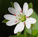 Heggenvogelmuur (Stellaria neglecta)