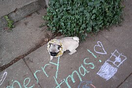 Dog with wreath