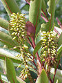 Cunonia capensis