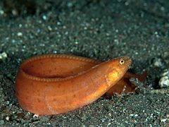 Pholis crassispina (Pholidae)