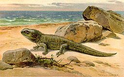 Tuatara por Heinrich Harder, ca 1916