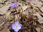 Jeffersonia dubia