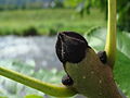 Ordnung:Lippenblütlerartige Familie:Ölbaumgewächse Art:Fraxinus excelsior