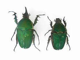 Mecynorhina torquata