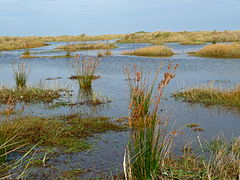 Description de l'image Meerstrand-Binse.JPG.