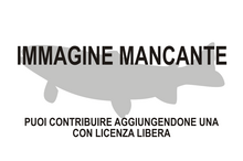 Immagine di Stomatepia mongo mancante