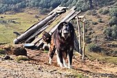 Tibetan Mastiff in Sandakpur, Nepal