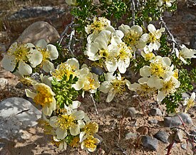 Purshia stansburiana