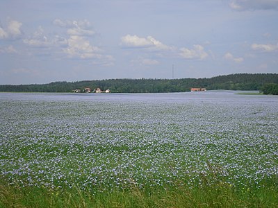 Planície Östgötaslätten - Cultura do linho