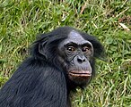 Bonobo EN - endangered (trüüwet)