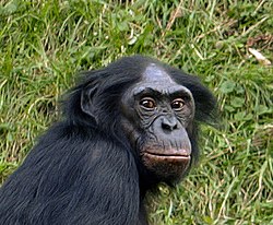 Bonobo