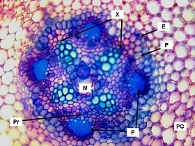 Centrale cilinder van een primaire wortel van de boon (Phaseolus}. PC: schorsparenchym van de primaire schors; E: endodermis; P: pericykel; X: xyleem; F: floëem; Pr: procambium; M: merg